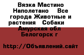 Вязка Мастино Наполетано  - Все города Животные и растения » Собаки   . Амурская обл.,Белогорск г.